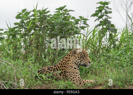 Resting jaguar, Rio Cuiaba, Pantanal, Brazil Stock Photo