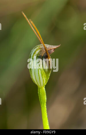 Pterostylis pedunculata, Maroonhood Orchid, Baluk Willam Reserve, South Belgrave, Victoria, Australia Stock Photo