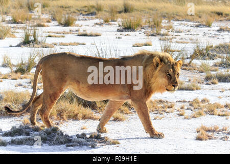 A male lion walking on a saltpan. His destination is a waterhole.