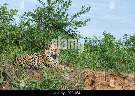 Large jaguar resting at the top of the river bank, Rio Cuiaba, Pantanal, Brazil Stock Photo