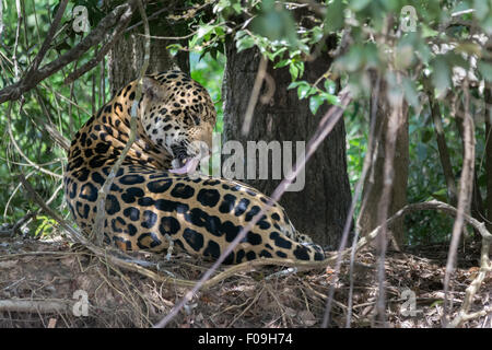 Jaguar on the river bank licking its coat, Rio Cuiaba, Pantanal, Brazil Stock Photo