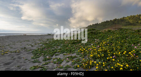 serene landscape of the northern California coast with beaks in the clouds and fog and blooming succulents covering the sand Stock Photo