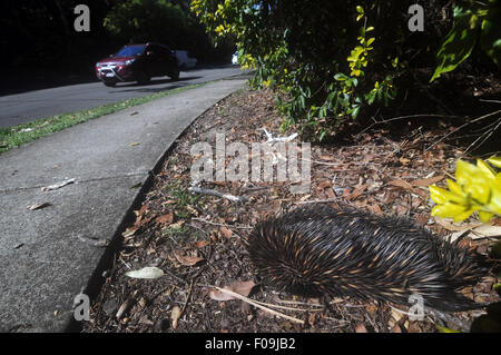 Roadkilled echidna, Sunshine Coast, Queensland, Australia. No PR Stock Photo