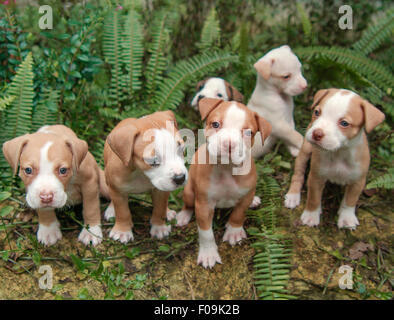 Group of six week old Pit Bull Terrier puppies Stock Photo