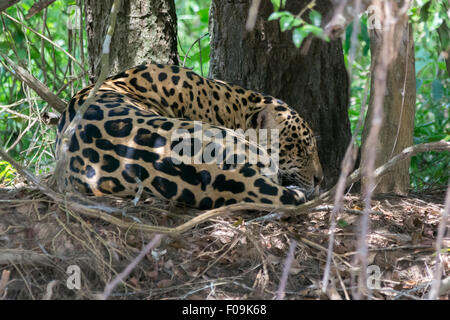 Jaguar asleep on the river bank, Rio Cuiaba, Pantanal, Brazil Stock Photo