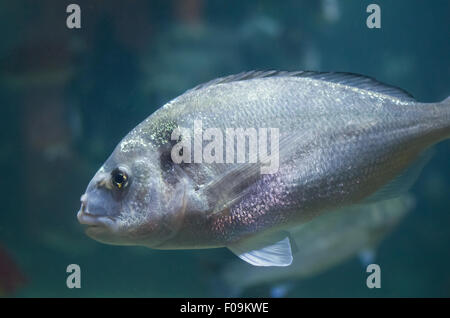 Gilt Head Bream on Blue Background Closeup Stock Photo