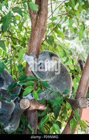 Cute koala sleeping in a tree,  holding on to a branch Stock Photo
