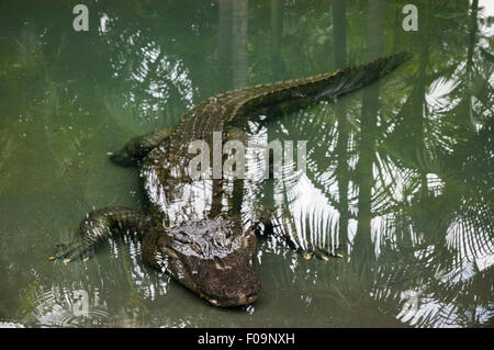 Huge alligator swimming in a shallow water, waiting for a prey Stock Photo