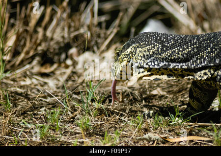 Big lizard walking on  dry grass in sunlight Stock Photo