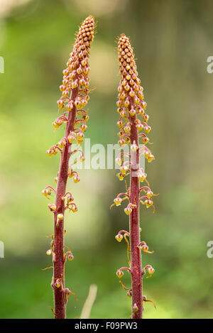 Pinedrops, Wallowa Mountains, Oregon.