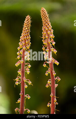 Pinedrops, Wallowa Mountains, Oregon.