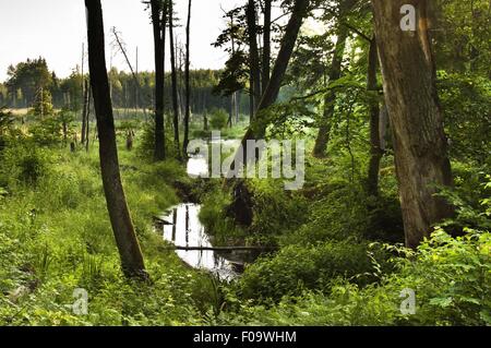 View of forest in Mikolajki, Warmia-Masuria, Poland Stock Photo