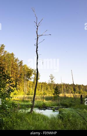 View of trees and lake in Mikolajki, Warmia-Masuria, Poland Stock Photo