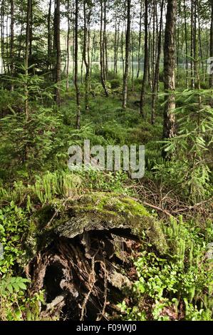View of forest in Mikolajki, Warmia-Masuria, Poland Stock Photo