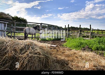 View of horse inside fence at Warmia-Masuria near Mikolajki, Poland Stock Photo