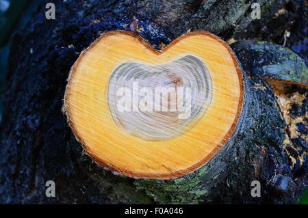 Sawn off section of a cherry tree showing the growing rings, England, UK, Western Europe. Stock Photo