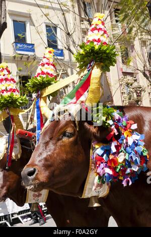 Two oxen for Procession of Holy Ephysius at Cagliari, Sardinia, Italy Stock Photo