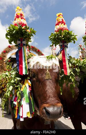 Two oxen for Procession of Holy Ephysius at Cagliari, Sardinia, Italy Stock Photo