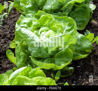 Kopfsalat, Salat, Lactuca, sativa, Stock Photo