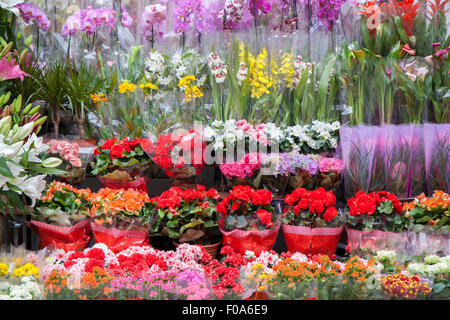 Color image of many different kind of flowers arranged on flower shop shelves. The photo was taken in the middle of the day with Stock Photo
