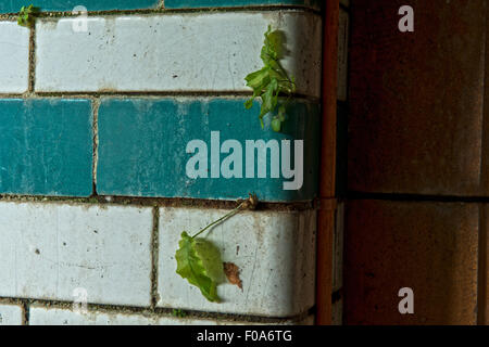 Nature reclaiming the closed main pool in  Moseley Road Swimming Baths, Balsall Heath, Birmingham, UK Stock Photo