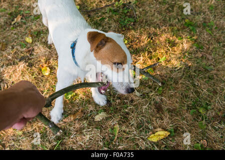 35 HQ Pictures Parson Russell Terrier Puppy Price - Booker: Parson Russell Terrier puppy for sale near Inland ...