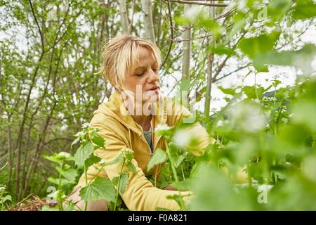 Mature woman, gardening, pulling up weeds Stock Photo