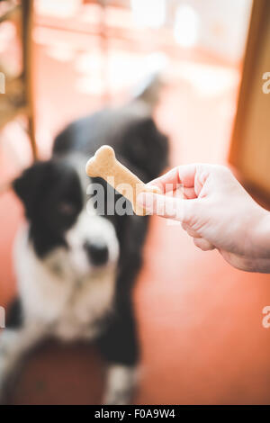 Mans hand holding dog biscuit in front of dog Stock Photo