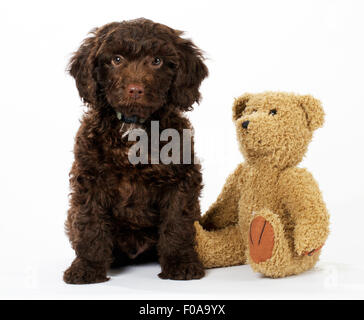 PUPPY DOG SPROODLE Stock Photo