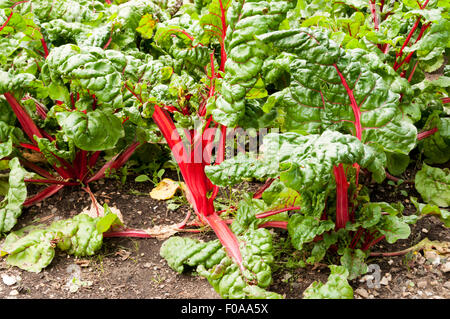 Rhubarb chard (Beta vulgaris) growing in a garden allotment, with characteristic bright red-ribbed leaves and stalk. Stock Photo
