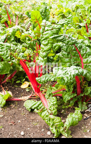Rhubarb chard (Beta vulgaris) growing in a garden allotment, with characteristic bright red-ribbed leaves and stalk. Stock Photo