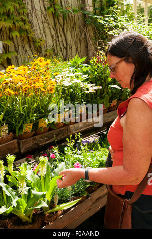 Woman browsing a stall of plants for sale. Stock Photo