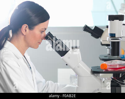 Scientist viewing cultures under inverted microscope for medical and pharmaceutical research Stock Photo