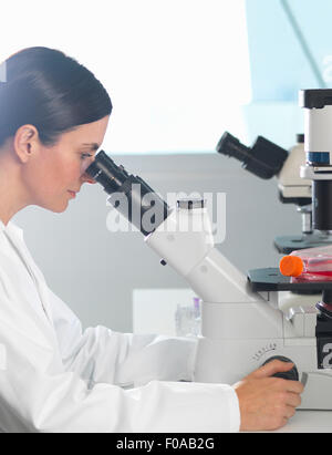 Scientist viewing cultures under inverted microscope for medical and pharmaceutical research Stock Photo