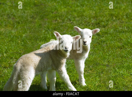 Portrait of two cute lambs in field Stock Photo