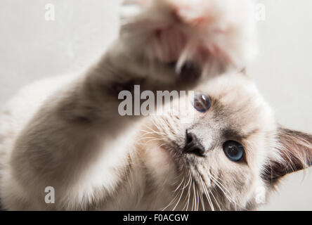 Ragdoll cat, paw reaching towards camera, close-up