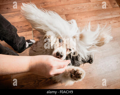 Dog jumping up to reach treat in owners hand, overhead view Stock Photo