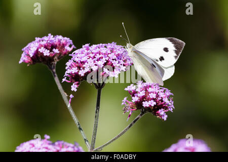 Large white or cabbage white butterfly (Pieris brassicae) on Verbena flower, East Sussex garden, UK Stock Photo