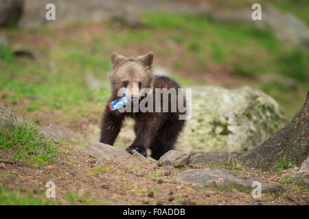 bear cub Stock Photo