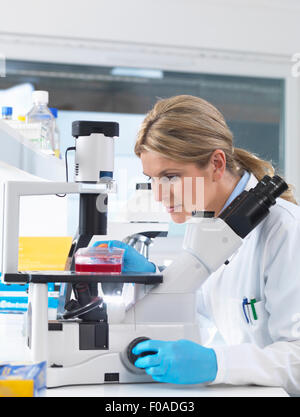 Scientist viewing stem cell cultures growing in growth medium under a inverted microscope in a laboratory Stock Photo