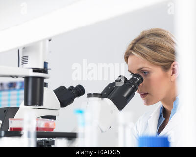 Scientist viewing stem cell cultures growing in growth medium under a inverted microscope in a laboratory Stock Photo