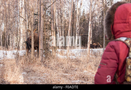 Person watching moose in forest, Fairbanks, Alaska Stock Photo