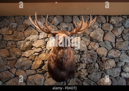 Moose head mounted on stone wall Stock Photo