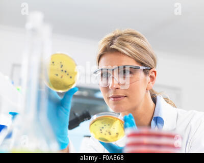 Female technician viewing agar (culture medium) plates with bacteria in a laboratory Stock Photo