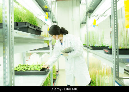 Female scientist using digital tablet in plant sample lab greenhouse Stock Photo
