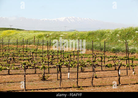 Grapevines in a vineyard. Photographed in the Golan Heights, Israel Stock Photo