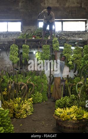 Two banana vendors standing in shop at Colombo, Sri Lanka Stock Photo