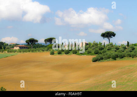 Rolling green hills with trees Photographed in Tuscany, Italy Stock Photo