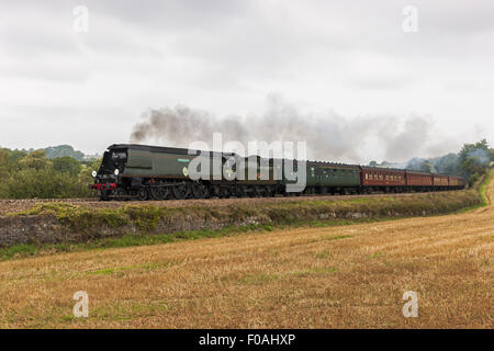 The Royal Duchy, Tangmere, Steaming Through Stoneycombe Stock Photo