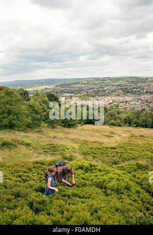 Father and daughter picking bilberries on Chevin, above Otley, West Yorkshire Stock Photo